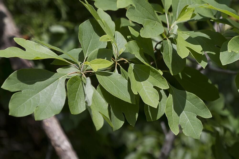 Sassafras oil